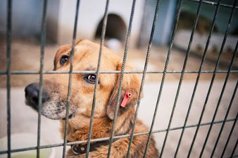 China’s Gruesome Dog Meat Festival Goes Ahead, Despite Protests