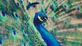 Picture of Girl Being Chased By Peacock Inspires Wave of Internet Memes