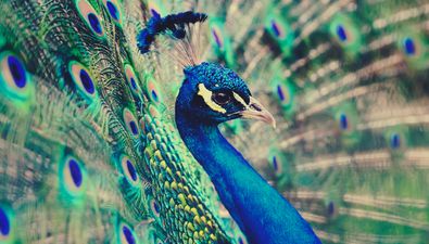 Picture of Girl Being Chased By Peacock Inspires Wave of Internet Memes