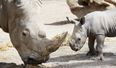 Parents Allow Child INSIDE The Rhino Enclosure At Dublin Zoo