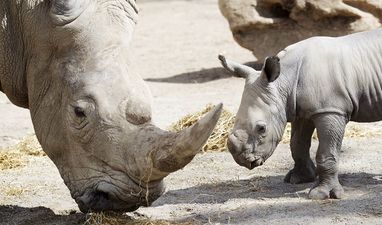 Parents Allow Child INSIDE The Rhino Enclosure At Dublin Zoo