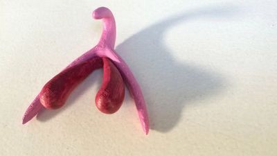 French Schools Will Use This 3D Clitoris In Sex Ed From September