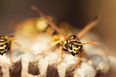 A simple trick to stop flies and wasps from coming into your house