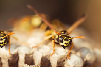 A simple trick to stop flies and wasps from coming into your house