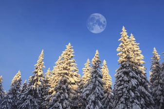 Miracle Toddler Survived Three Days Alone In Forest In Freezing Conditions