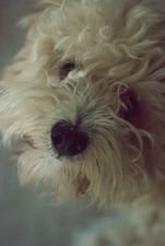 Cockapoo Rescues Five-Year-Old Boy From Tumble Dryer