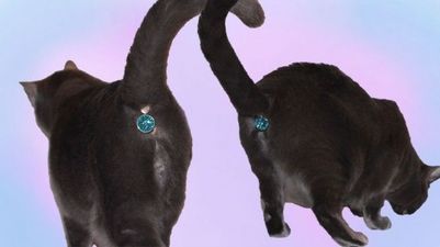 Protect Your Moggy’s Modesty With The Twinkle Tush