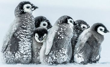 Galway is getting a penguinarium! *we immediately book tickets to Galway