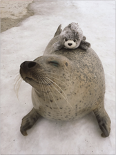 A real seal played with his stuffed toy counterpart… and the result is cuteness overload