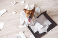 This GENIUS Irish invention could solve all your doggy destruction problems