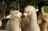This alpaca farm in Cork sounds like an absolute dream for animal lovers