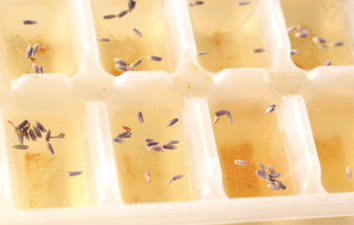 Pretend it’s summer with this incredibly refreshing prosecco slushie