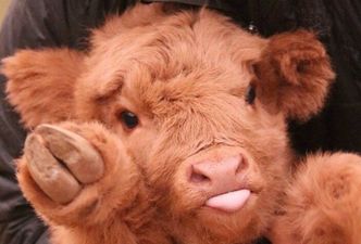 If you’re in the market for a family pet… may we suggest one of these cow puppies?