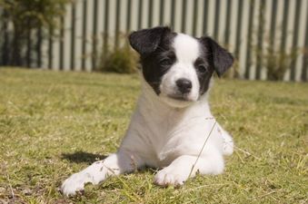 A litter of 7 adorable terrier pups delivered by c-section now need names