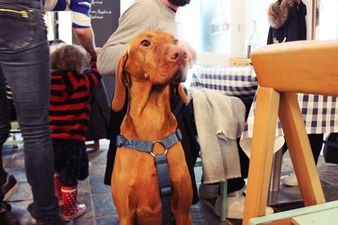 You can now have DINNER at Dublin’s dog-friendly café
