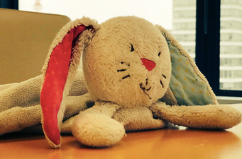 Do you recognise this bunny? He’s looking for his owner