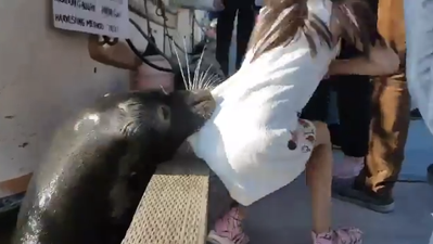 The terrifying moment this little girl gets pulled into the water by a sea lion