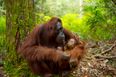 Orangutan mums win breastfeeding by hanging in there for over eight years