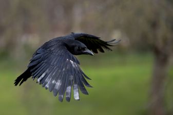 There’s a lone crow attacking people in Cork
