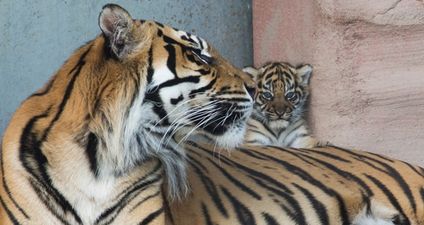 World’s most threatened species of tiger born at Fota Wildlife Park