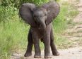 All fall DOWN! Nothing gets more attention than a clumsy baby elephant