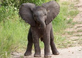 All fall DOWN! Nothing gets more attention than a clumsy baby elephant