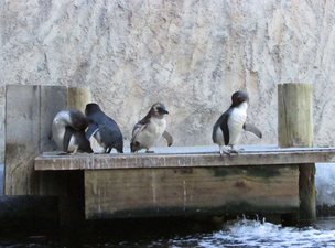 This aquarium is shaming its naughty penguins and it’s adorable