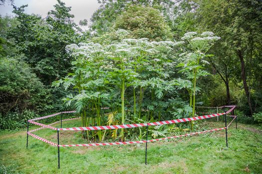 Giant hogweed warning Ireland