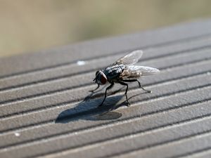 This is the most fly-infested county in Ireland