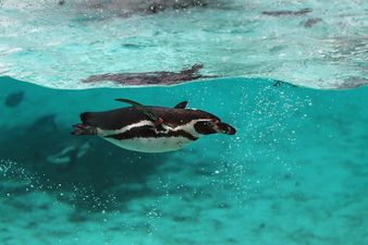 Eight penguins have been killed in a zoo in England