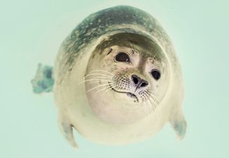 This EXTREMELY rare and adorable seal was just spotted in Cork