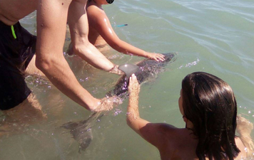 Baby dolphin dies of ‘stress’ after being passed around for selfies