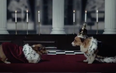 Netflix’s version of The Crown but with corgis is super cute