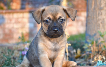 Good news! Dogs officially know that they are good boys