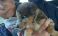 10 puppies found abandoned in cardboard boxes in Kildare