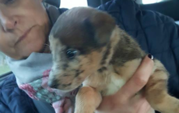 10 puppies found abandoned in cardboard boxes in Kildare
