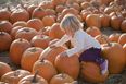 5 great pumpkin patches around Ireland to bring the kids to this month