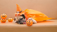 12 utterly adorable Halloween costumes you’ll want to get your pup