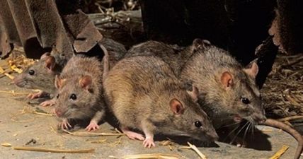 Warning: colder weather means a lot of homes are about to be invaded by rats