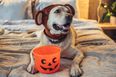 These dogs dressed up for a charity Halloween walk and it’s so beautiful