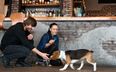 This Dublin bar will let your dog sit with you while you have a glass of wine
