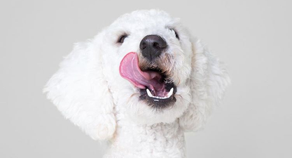 There is now KALE dog food and it’s just all too much