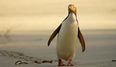The striking yellow-eyed penguin is about to become extinct