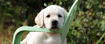 Hurrah! You can now bring your pets to restaurants with you