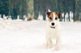 This dog experiencing snow for the first time is so so sweet