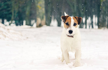 This dog experiencing snow for the first time is so so sweet