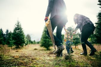 The most magical Christmas tree farm has just opened Dublin