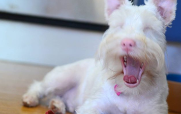 This albino pup wears sunglasses because too much light could kill him