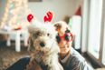 Santa Paws: Lidl is selling Christmas jumpers for dogs for a fiver