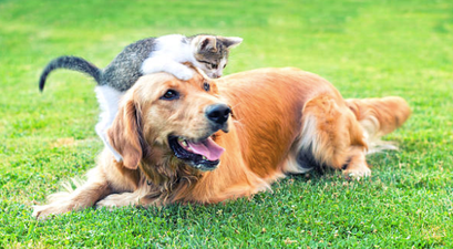 Here are the most popular names for cats and dogs in 2017